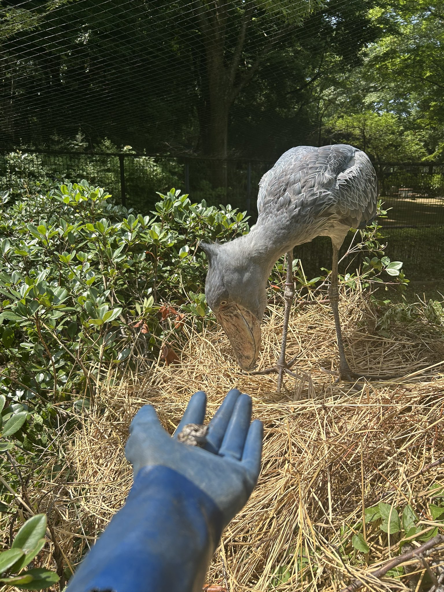 0609ー6400ーハシビロコウ様【15点】 Nikon Z9：被写体検出：動物（ハシビロコウ）