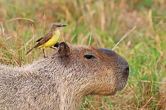 All Aboard
by D. Eric Herrington

I lift my snout in the air
I nuzzle breeze and stomp
squinting at sun’s glare
I splash and trudge my feet in mud
I taxi friendlies by the pond
bird scrambles to balance on my back
bird feet landing pad, massage my back
the ticket price to ride
is
