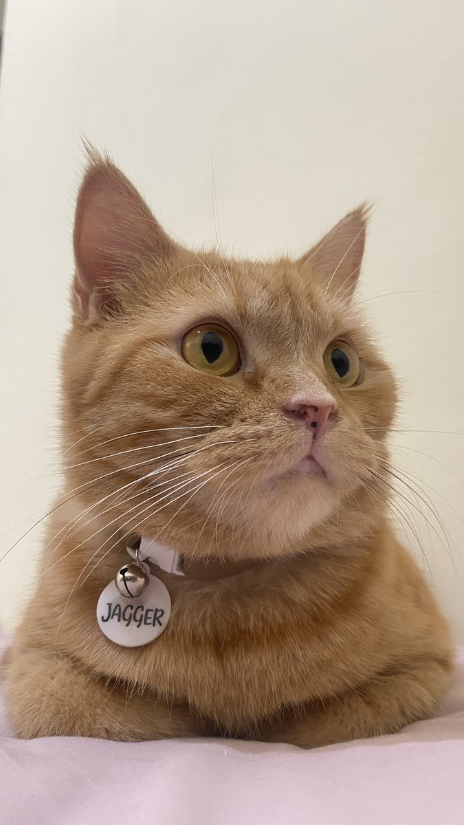 capybaraaaa tweet media