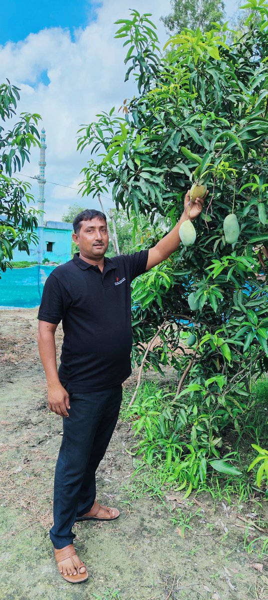 आखिरकार सैदुल्लाह सिद्दीकी बाबू आम्रपाली पेड़ का पका हुए आम को ढूंढ ही लिया ये आम्रपाली का पहला आम है जो पेड़ में ही पक गया है !!