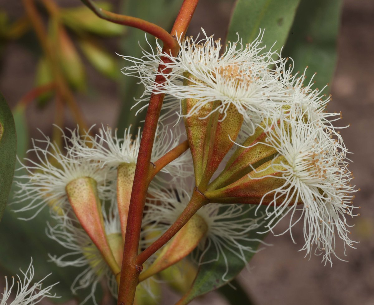 Eucalypt Australia - Archived tweet media