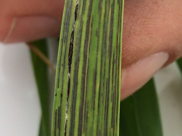 DPIRD Broadacre - WA Grains & Livestock tweet media