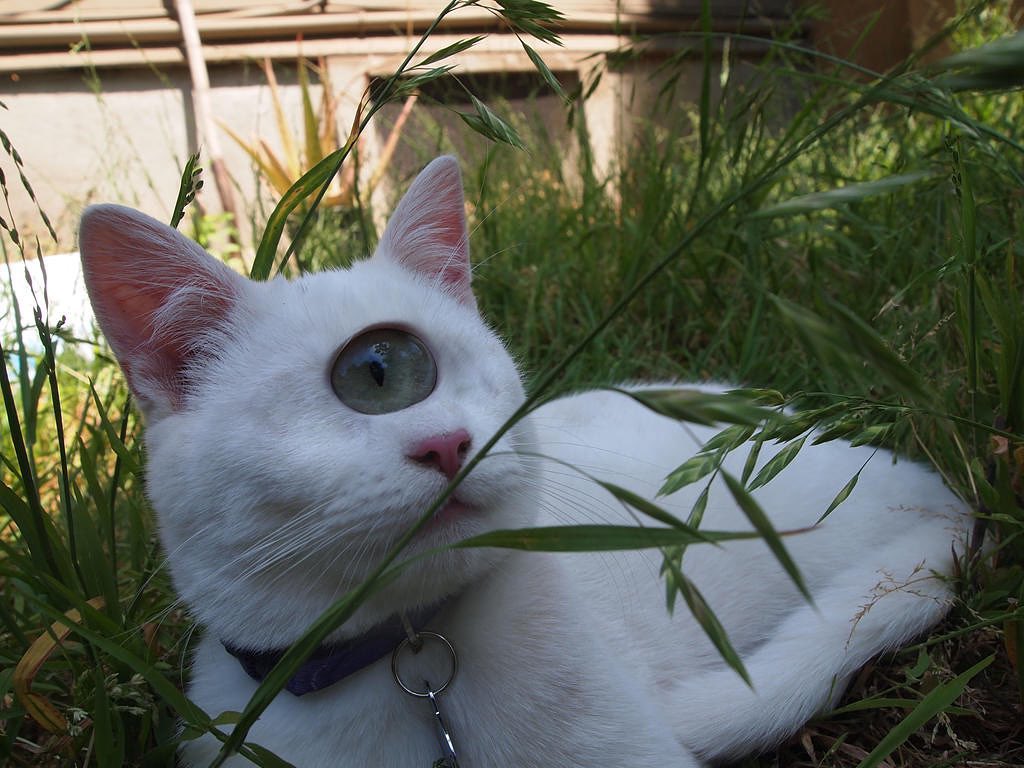 Punch Cat (@punchingcat) on Twitter photo 