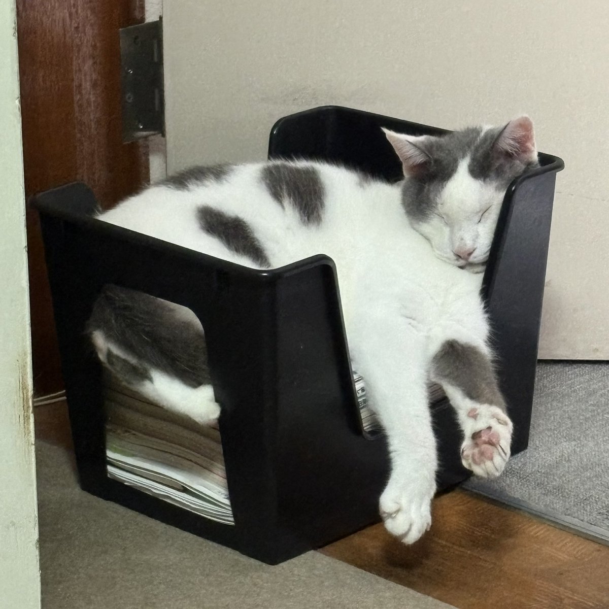 satuki5's tweet photo. ボンジュール♪ふじ子です。

BS-TBS「ねこ自慢」#166
7月9日（水）23:00〜23:54

我が家のにゃんこが登場します💓

ウチはテレビが無いので見れないのですが💦

ぜひご感想をお寄せ下さいませ🐈🐾 https://t.co/j5HxLg9BHt
