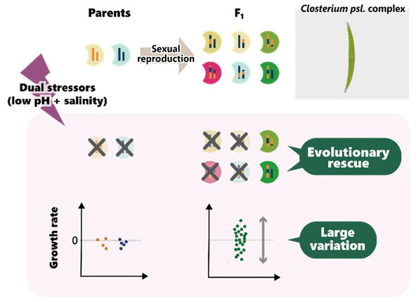 A single sexual reproduction in green algae led to major growth rate differences under salinity and acidity stress—shedding light on rapid adaptation and #evolutionaryrescue. #Phytoplankton #Genetics

Check👉sj.jst.go.jp/news/202507/n0…