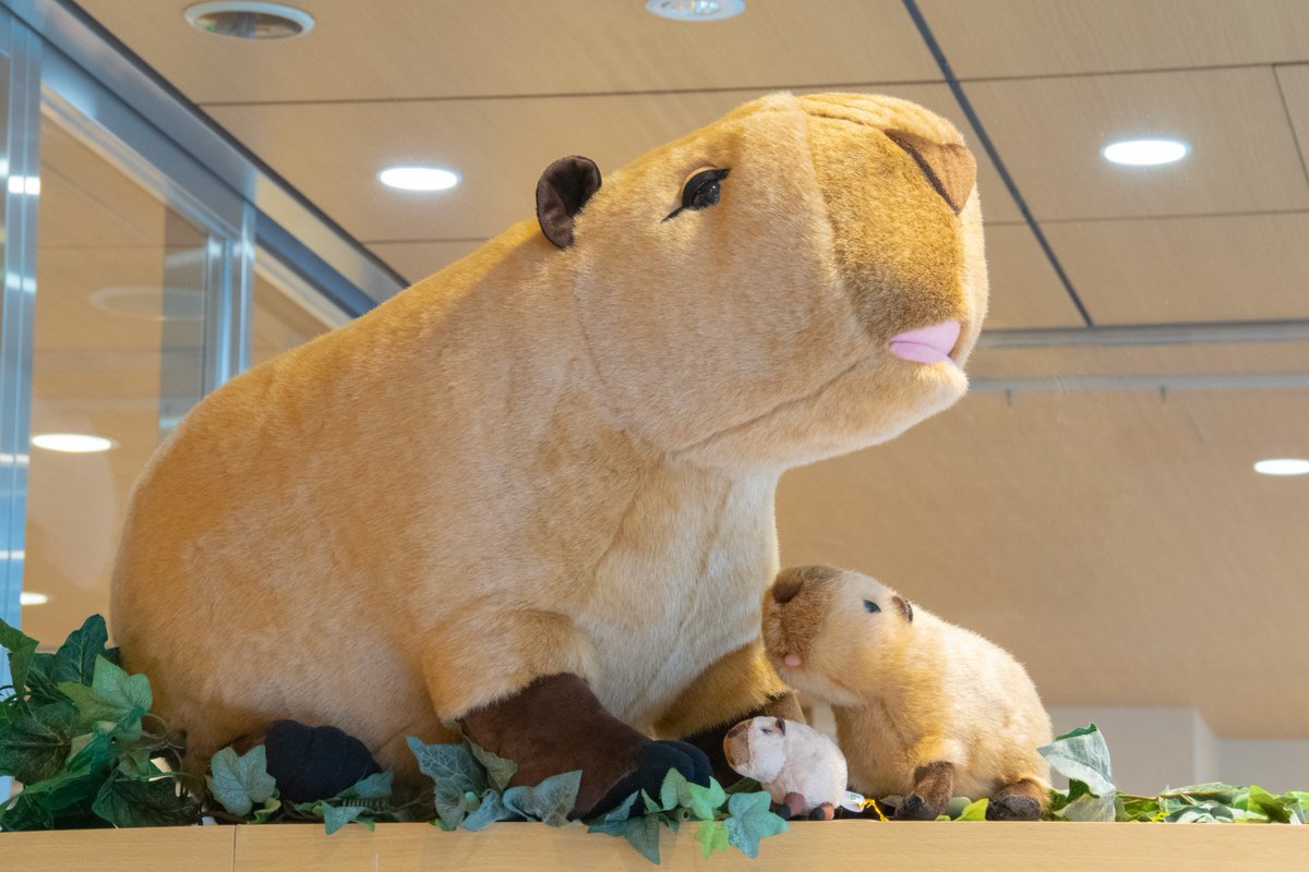 商品紹介：カピバラMC/カピバラ/カピバラBIG】(吉徳) カピバラをお部屋