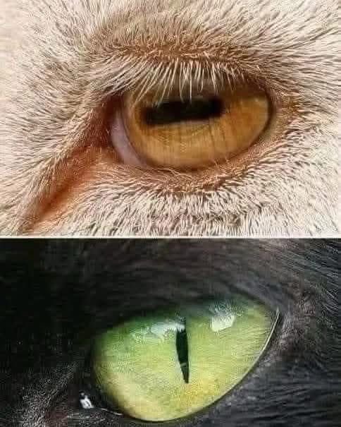 first eye is a herbivore.  it is designed to scan a wide field of vision to spot predators.  2nd is a predator that needs to lock into a prey. reminded me of founders who need to have both vision types.