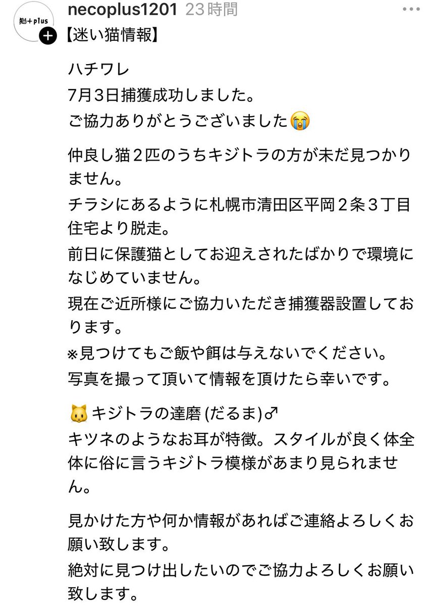 0212mi_yu's tweet photo. 札幌市清田区平岡で保護猫としてお迎えしたばかりのハチワレちゃんとキジトラちゃんの仲良し猫が迷子になっていますと先日引用ポストさせていただきました。

一緒に行動していたと思うのですがハチワレのダイナスちゃんだけは7月3日無事保護できたのですがキジトラの達磨（だるま）くんはまだ見つかっていないです。
キツネのようなお耳が特徴的でスタイルが良く体全体にキジトラの模様は目立たないそうです。
見つけてもご飯は与えないで写真を撮っておいていただけたら幸いです。

一刻も早くお家に無事に帰ることができますように！
目撃した方、保護されている方は至急ご連絡お願い致します。
引き続き拡散のお力添えもよろしくお願いします🙇‍♀️

#拡散リポスト希望
#北海道札幌市
#札幌市清田区平岡
#迷子猫　#キジトラ猫　#保護猫
#情報提供お願いします
#猫好きさんと繋がりたい