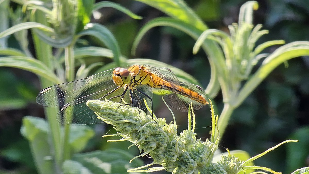 Motormiss's tweet image. Wat zijn ze mooi hè die libelles 
#libelle #dragonfly #insecten #zomer #nuttigedieren