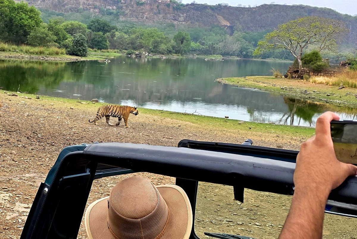 skumarias02's tweet image. The enchanting view of a royal tiger walking in the backdrop of Padam lake and the majestic ramparts of Ranthambore fort is a sight to savour.
It's a Picture Postcard !
@RanthambhoreTR
@ntca_india
@moefcc
@rameshpandeyifs
@WWFINDIA
@touristInformer