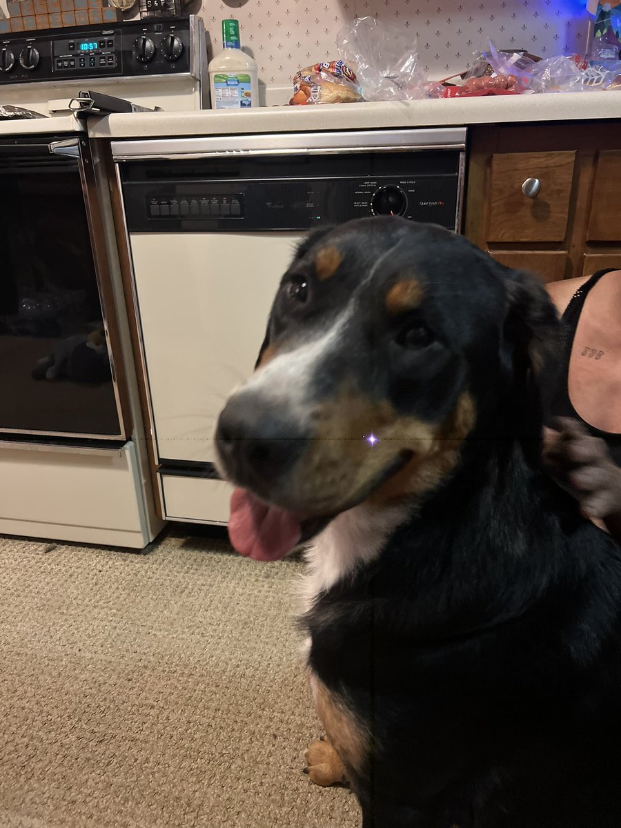 I met THE dog of the summer tonight. Her name is dizzy and she is living her best life!