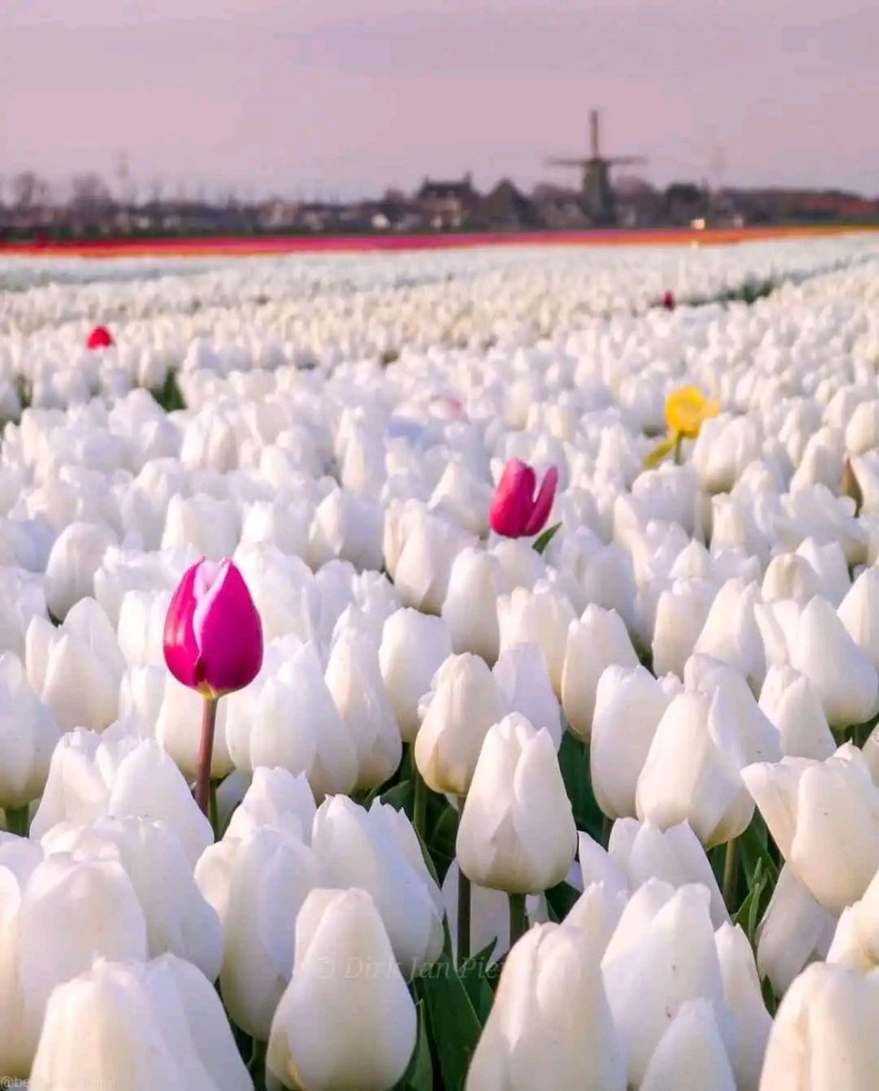 Beautiful Tulip field in Netherlands🤍🇳🇱