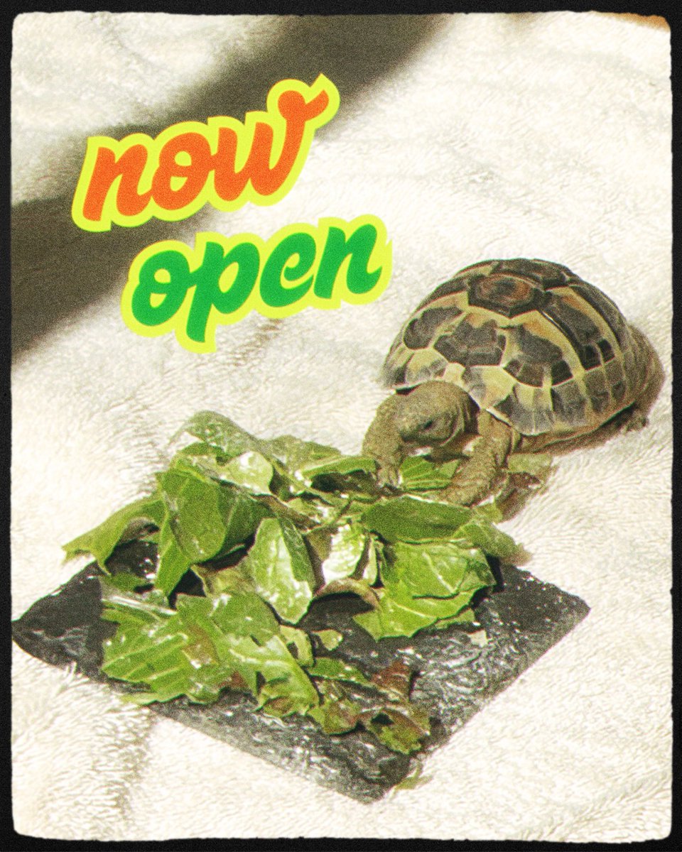 今週はBOOKS営業！
オープンしました！
TORTOISE BOOKS DISCOUNTもご利用ください！

14:00〜20:00のサマータイム開始🍉
お仕事終わりにもぜひ！