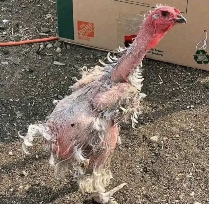 When u remove 2k from 50k 😂