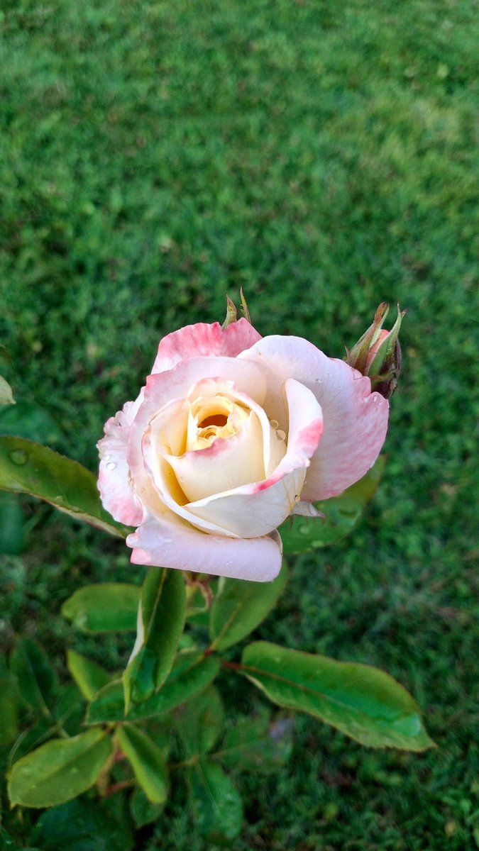 Güne;

Basit yaşamak bile zorlaştı..

Doğaya yapılan her kötülük, 
yapanlara misliyle geri dönsün🤲

Bir gülü bile koparamam, elim gitmez.
Koca koca ağaçlara, canlara
nasıl kıyıyorsunuz😔