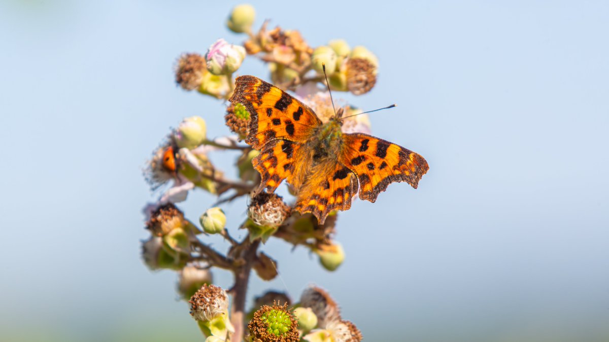 E_van_den_Ham's tweet photo. Off to a wonderful weekend packed with #Batology (Bramble study) with @BrambleBotanist as our guide.
Brambles are wonderful for #Pollinators, for the Netherlands and Belgium it's the number 2 plant for wild bees.
#Rubus
#Norwich
#BSBIRubusWeekend25. https://t.co/HHUV1f31rN