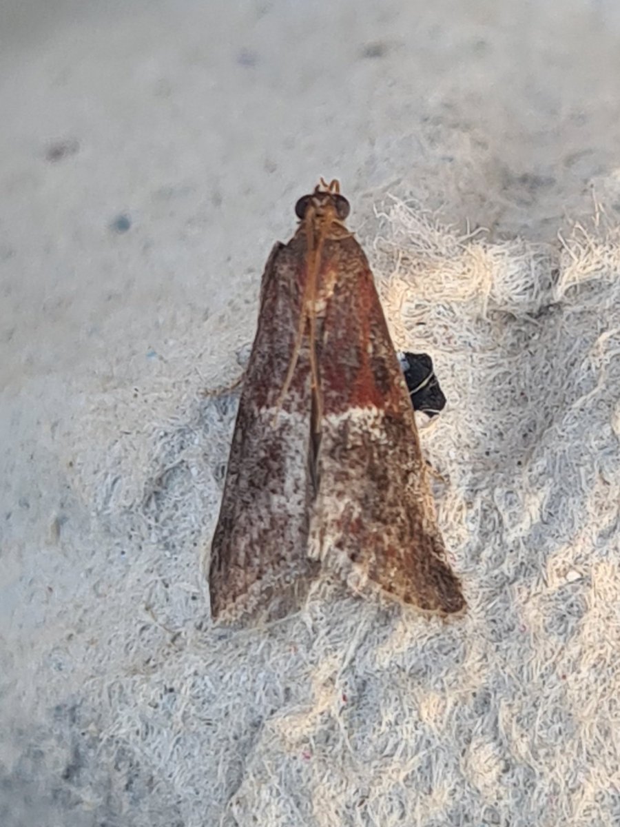 dartfordtrapper's tweet image. Acrobasis marmorea NFG last night. Dartford VC16.