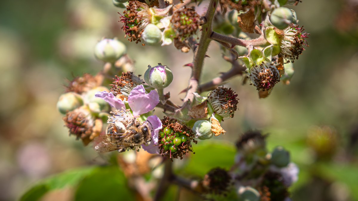 E_van_den_Ham's tweet photo. Off to a wonderful weekend packed with #Batology (Bramble study) with @BrambleBotanist as our guide.
Brambles are wonderful for #Pollinators, for the Netherlands and Belgium it's the number 2 plant for wild bees.
#Rubus
#Norwich
#BSBIRubusWeekend25. https://t.co/HHUV1f31rN