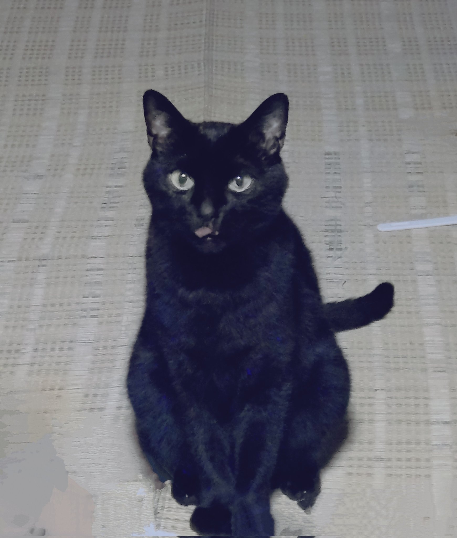 黒猫大好き zizichin@黒猫大好き on X: 