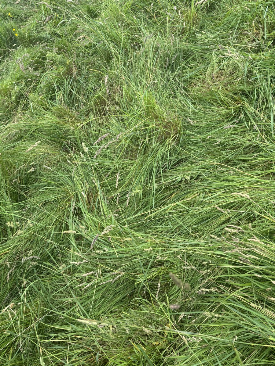 James Rebanks tweet media