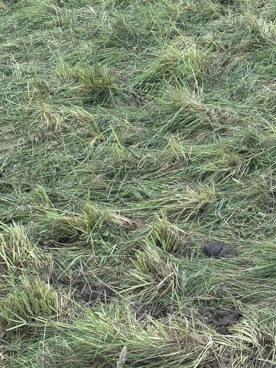 James Rebanks tweet media