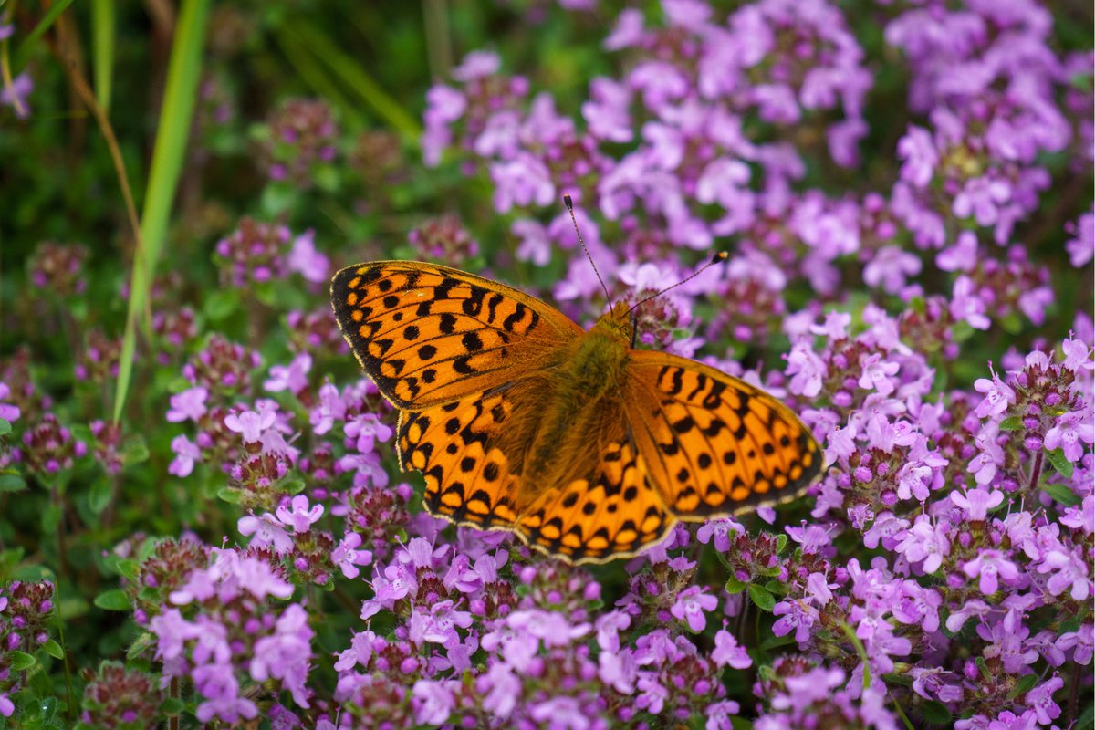treesforlifeuk's tweet image. Buzzing with life, meadows are a haven for wildflowers and pollinators. 🌼
At this time of year, they burst with colour, movement and sound - from fluttering wings to the hum of busy insects. 🐝
These wild spaces are vital for biodiversity and bring beauty and balance to our…