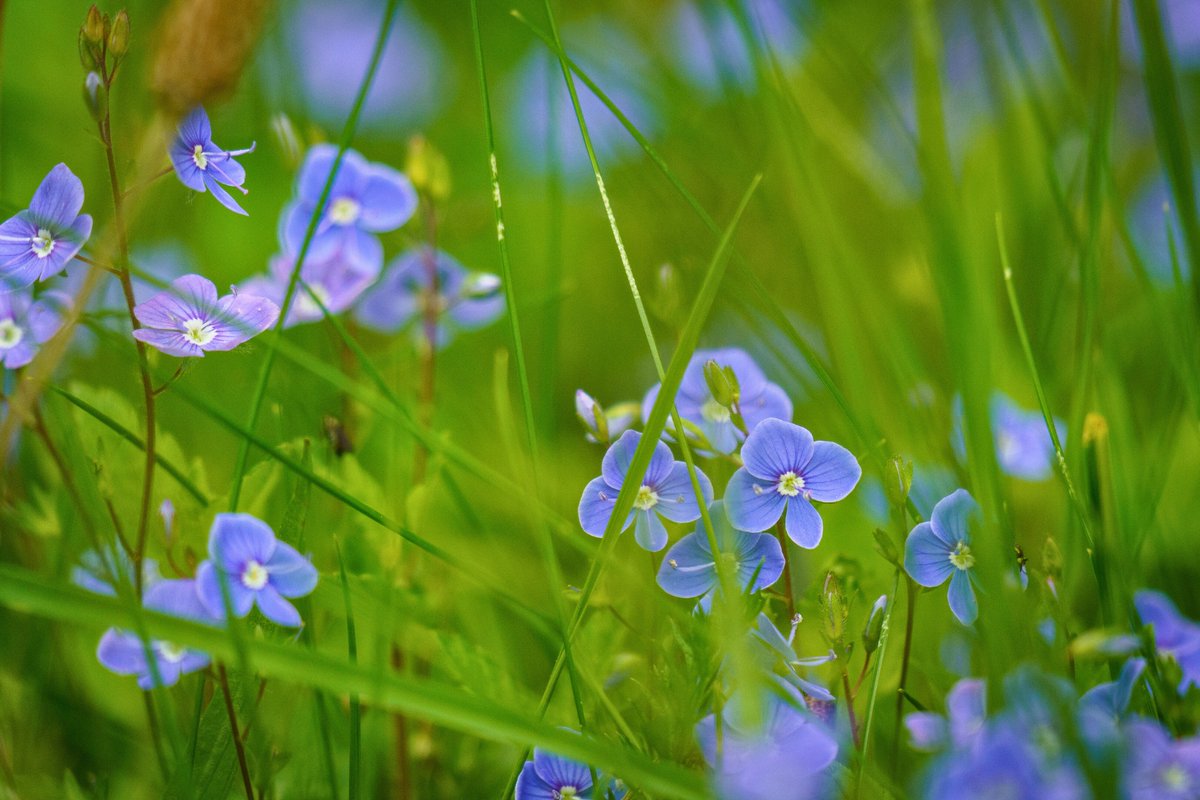 treesforlifeuk's tweet image. Buzzing with life, meadows are a haven for wildflowers and pollinators. 🌼
At this time of year, they burst with colour, movement and sound - from fluttering wings to the hum of busy insects. 🐝
These wild spaces are vital for biodiversity and bring beauty and balance to our…