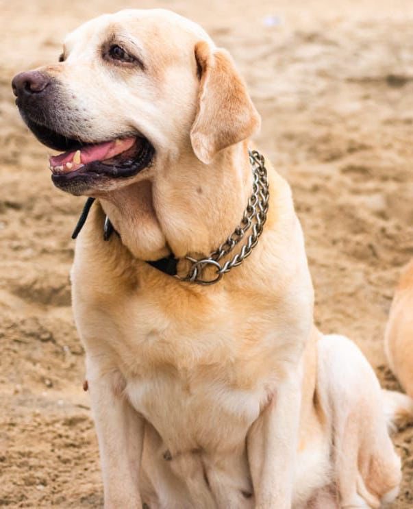 DooMylu's tweet photo. @AskPerplexity 

Make my dog run happily in beach with a smile on face from medium shot showing water https://t.co/rmyRymtkqA