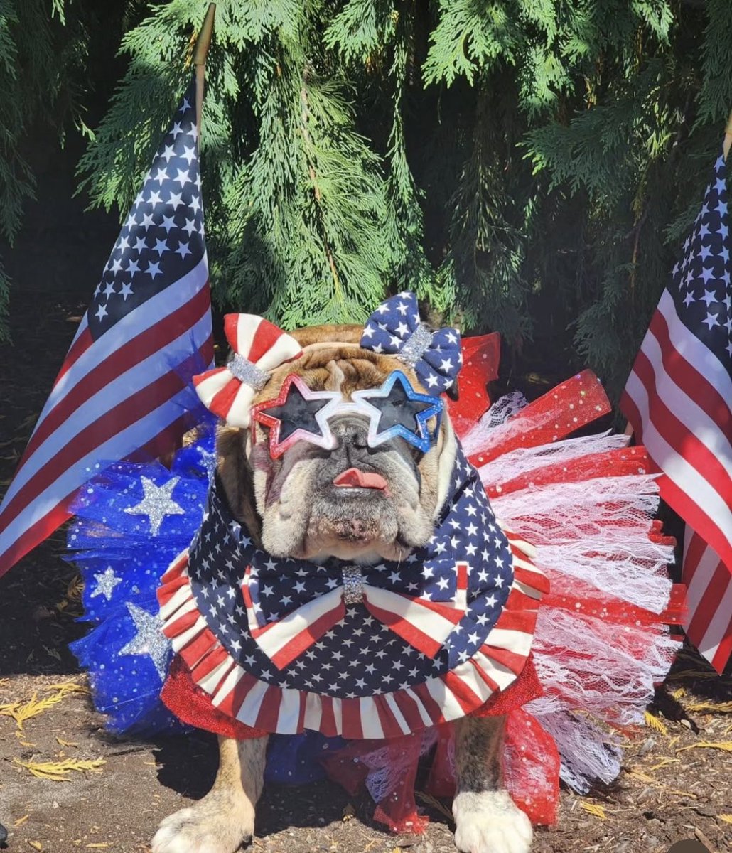 Jags703's tweet photo. Happy 4th of July 🇺🇸 🧨 #freedom #goldenage      ♥️ 🤍 💙 https://t.co/ryzN5K2cT0