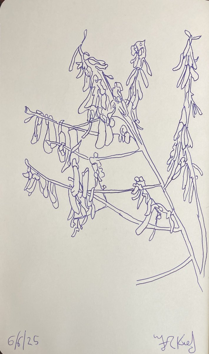 Today’s #sketch from 6/6/25 of #Nature #ballpoint #Pen #Drawing 21.5 x 13.5 cms  on paper

More sketches
instagram.com/frankkiely/