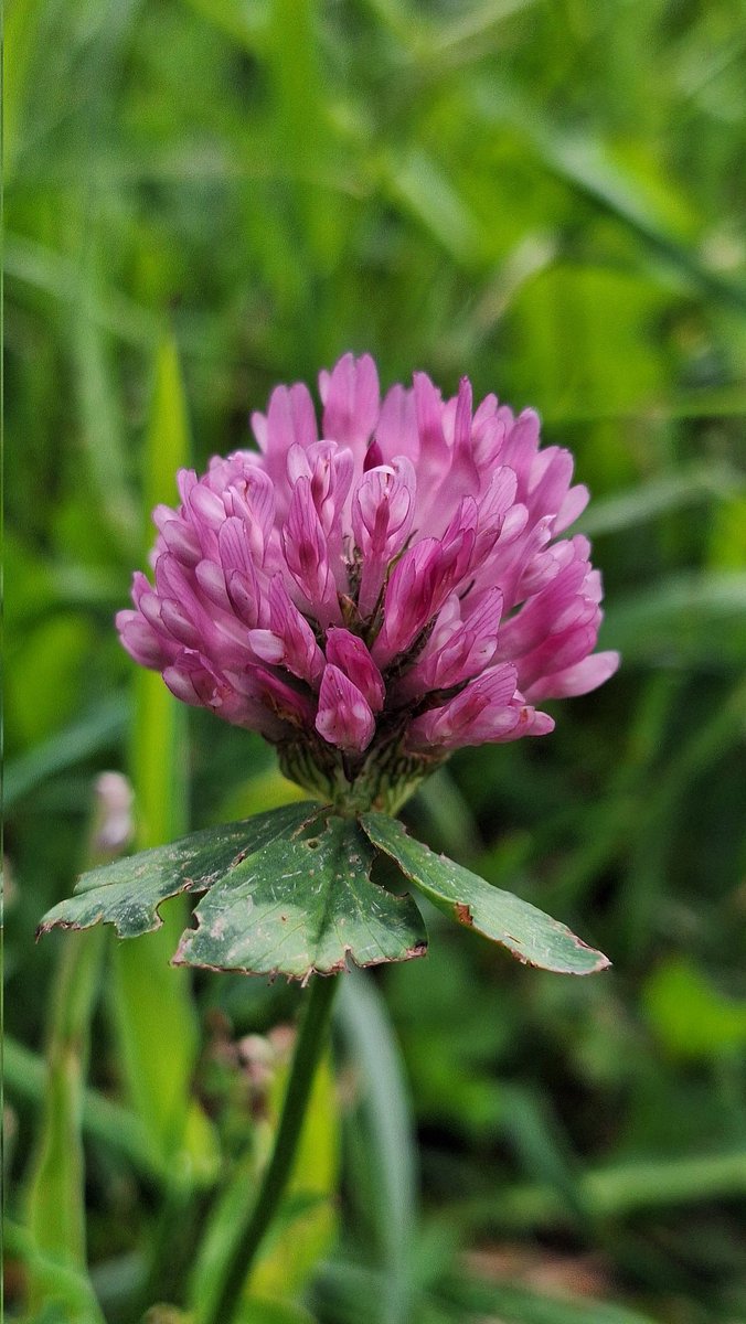cumulusmoni's tweet image. Eine letzte Kleeblume für mein kleines Kaninchen, es knabberte am liebsten die Blüten. Wir kämpften eine Woche um das arme, tapfere Kerlchen. Vergeblich. Gestern hat ihn unsere Tierärztin erlöst. Renn frei und ohne Schmerzen mein kleiner Freund.
💔🐰🌈🖤😞
