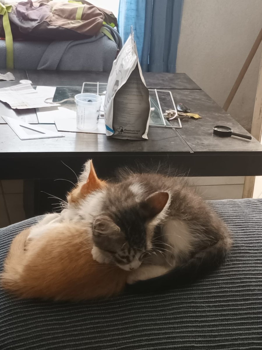 OuniEnk's tweet photo. Amo a mis michis https://t.co/oHibbMESjc