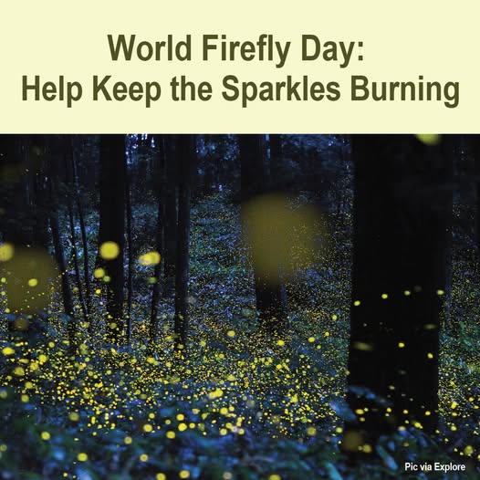 consumer_penang's tweet image. The Consumers Association of Penang calls for #effective firefly #conservation: protecting &amp;amp; restoring habitats, ⬇️light #pollution, ⬇️pesticide use, managing invasive species, mitigating the effects of #climate change, among others.

#habitatrestoration 

facebook.com/photo?fbid=114…