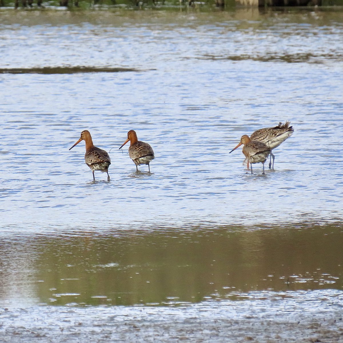 Rob Robertson (@bobby00651) on Twitter photo A few of the 18 BT Godwits feeding at a local pool beautiful birds in breeding plumage ๐ <a href="/DurhamBirdClub/">Durham Bird Club</a> <a href="/durhamwildlife/">DurhamWildlifeTrust</a> <a href="/teesbirds1/">teesbirds</a> A few of the 18 BT Godwits feeding at a local pool beautiful birds in breeding plumage ๐ <a href="/DurhamBirdClub/">Durham Bird Club</a> <a href="/durhamwildlife/">DurhamWildlifeTrust</a> <a href="/teesbirds1/">teesbirds</a>