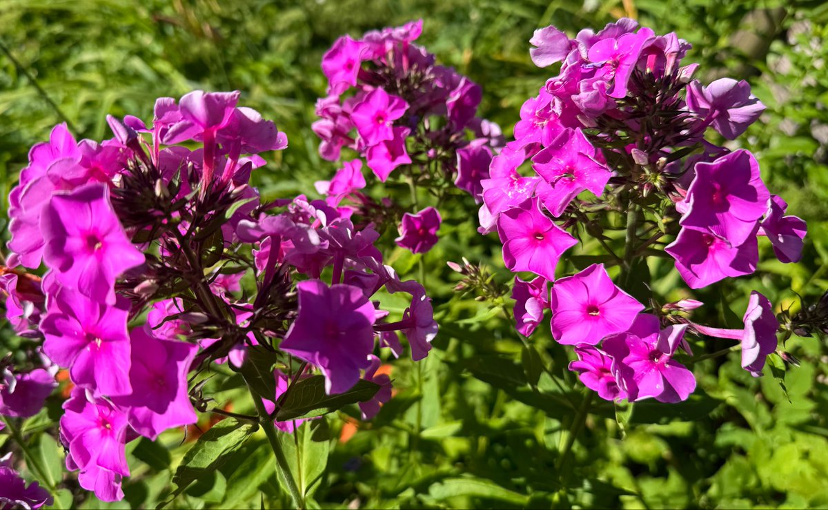 #FlowersOnFriday 
#kleineFreudendesTages