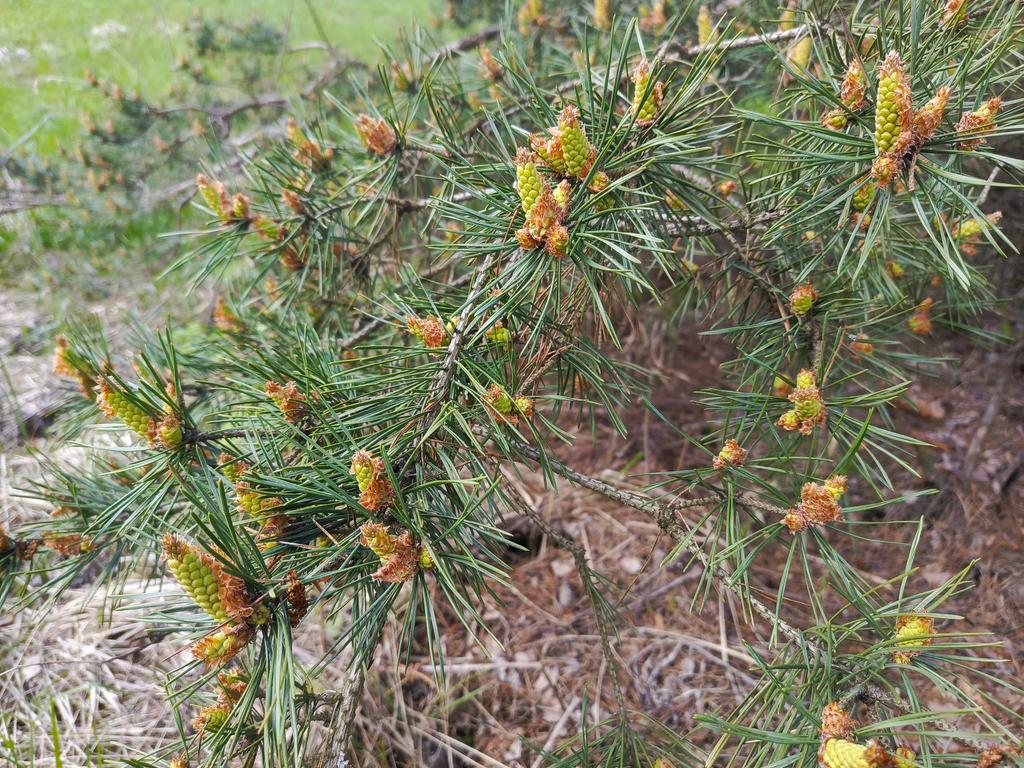 Майские цветущие сосны недалеко от Шуи🤗