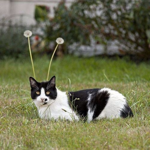 CATBRAINCELL's tweet image. Alien lifeform