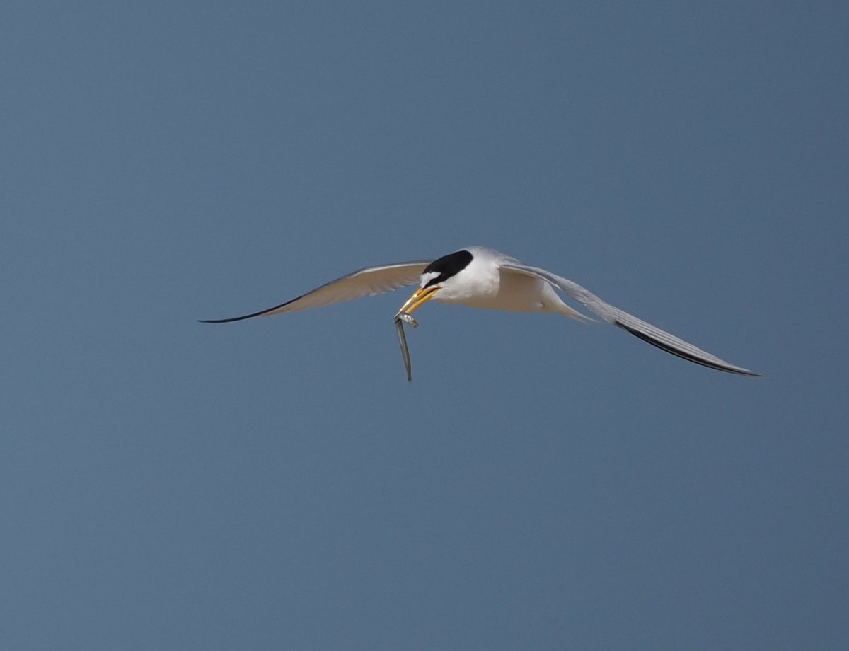 Mike Smith (@mikecsmiffy) on Twitter photo Little Tern delivering a meal to itโs nest site at Benacre Broad, Suffolk
#birds #birdphotography #wildlife #wildlifephotography #nature #naturephotography
<a href="/Natures_Voice/">RSPB</a> <a href="/suffolkwildlife/">SuffolkWildlifeTrust</a> <a href="/BTO_Suffolk/">BTO Suffolk</a> <a href="/NatureUK/">NatureUK</a> <a href="/Britnatureguide/">The British Nature Guide</a> Little Tern delivering a meal to itโs nest site at Benacre Broad, Suffolk
#birds #birdphotography #wildlife #wildlifephotography #nature #naturephotography
<a href="/Natures_Voice/">RSPB</a> <a href="/suffolkwildlife/">SuffolkWildlifeTrust</a> <a href="/BTO_Suffolk/">BTO Suffolk</a> <a href="/NatureUK/">NatureUK</a> <a href="/Britnatureguide/">The British Nature Guide</a>