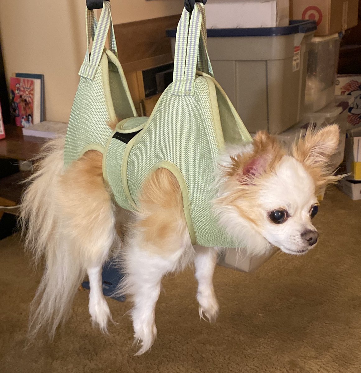 BittyBoiPup's tweet photo. Air jail for nail trim https://t.co/DZFbSaUfl7