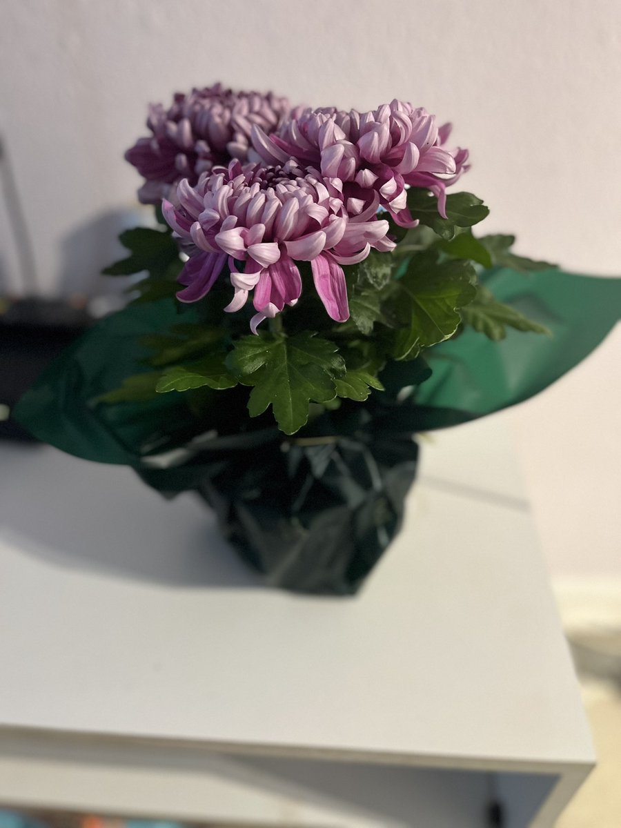 Thank you — not just for the beautiful flowers, but for knowing exactly when my heart needed a gentle lift. Your thoughtfulness has brightened my day in more ways than these blooms ever could. In moments of what’s next?, your kindness reminds me that I am never walking alone. 🌺