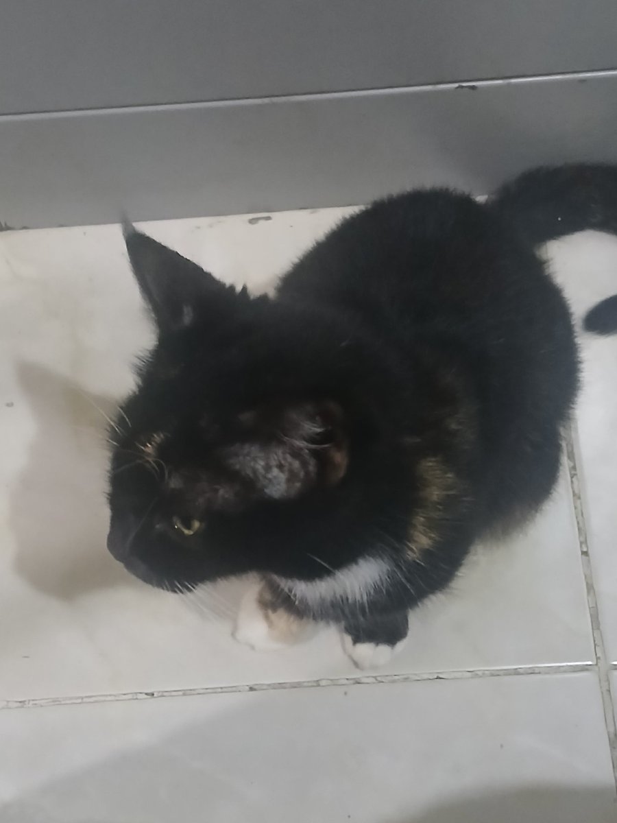 caca ngaku istri Higuruma tweet media