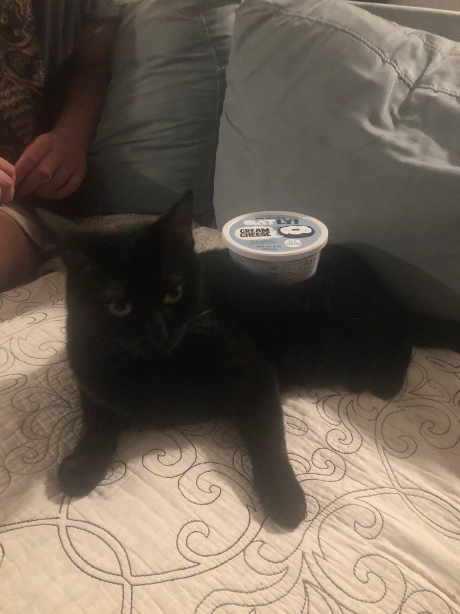 seattle style cat