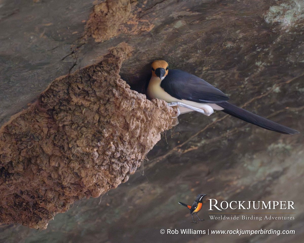 We have just 2 spaces remaining before our Ghana Mega Tour II 2025 is a guaranteed departure, join us on this incredible adventure from 24 Nov - 15 Dec 2025 (22 days) at the link below.

rockjumperbirding.com/tour-info/ghan…