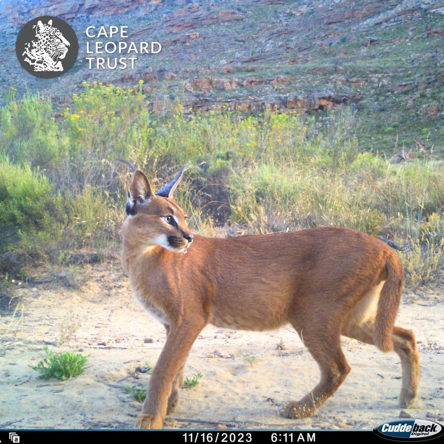 Cape Leopard Trust (CLT) (@capeleopardtrst) on Twitter photo Such a handsome feline! 😻 A stunning caracal (rooikat ~ 𝘊𝘢𝘳𝘢𝘤𝘢𝘭 𝘤𝘢𝘳𝘢𝘤𝘢𝘭) from the <a href="/CapeLeopardTrst/">Cape Leopard Trust (CLT)</a> Cederberg survey for your #FridayFeelgood. Happy weekend all!
#CLTcreaturefeature #CamTrapChronicles #rooikat #caracal #notalynx #WildEarth Such a handsome feline! 😻 A stunning caracal (rooikat ~ 𝘊𝘢𝘳𝘢𝘤𝘢𝘭 𝘤𝘢𝘳𝘢𝘤𝘢𝘭) from the <a href="/CapeLeopardTrst/">Cape Leopard Trust (CLT)</a> Cederberg survey for your #FridayFeelgood. Happy weekend all!
#CLTcreaturefeature #CamTrapChronicles #rooikat #caracal #notalynx #WildEarth