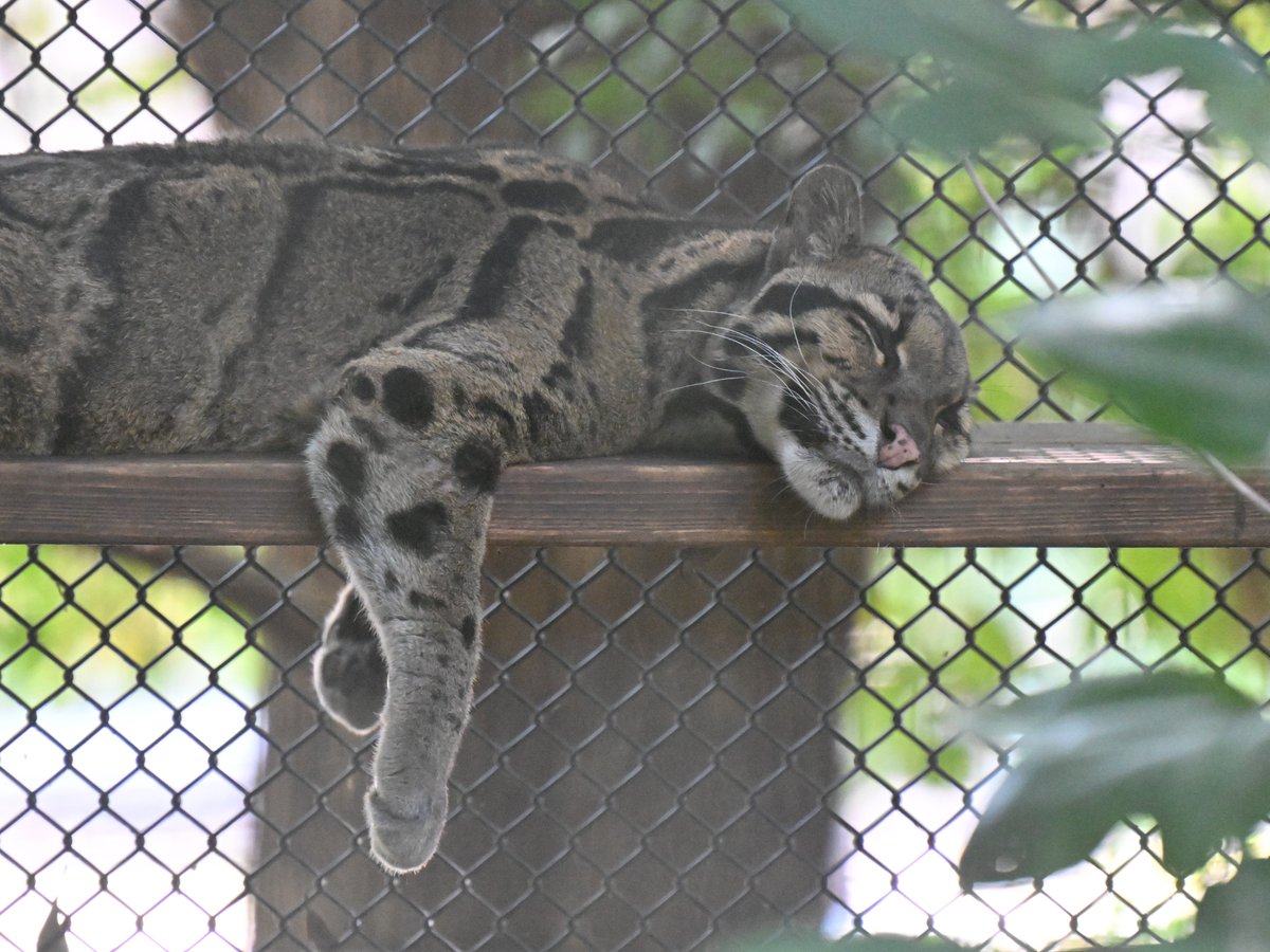 zooman_koichi's tweet image. こんな蒸し暑い日は
夏眠（Aestivation）という手もある📷
#ウンピョウ #ズーラシア #CloudedLeopard #ZOORASIA