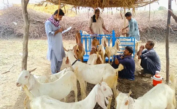 From Punjab to Sindh, Australia is helping farmers breed healthier goats 🐐 boosting milk production and income for rural families – enhancing food security, livelihoods and 🇵🇰-🇦🇺 friendship. #ZaraiTaraqqi
icarda.org/media/news/new…