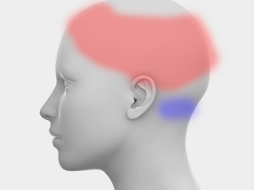 두판상근 ...좌
그래서 상태만 쓱 보고 물리치료 했는데
전기치료하고 좀 풀렸던 오른쪽이 다시 좀 긴장된건가...
자는동안 좀 불편했슈...

머리아파
퍼렁 땡김, 뻘겅 두텅(랜덤랜덤래래래랜덤