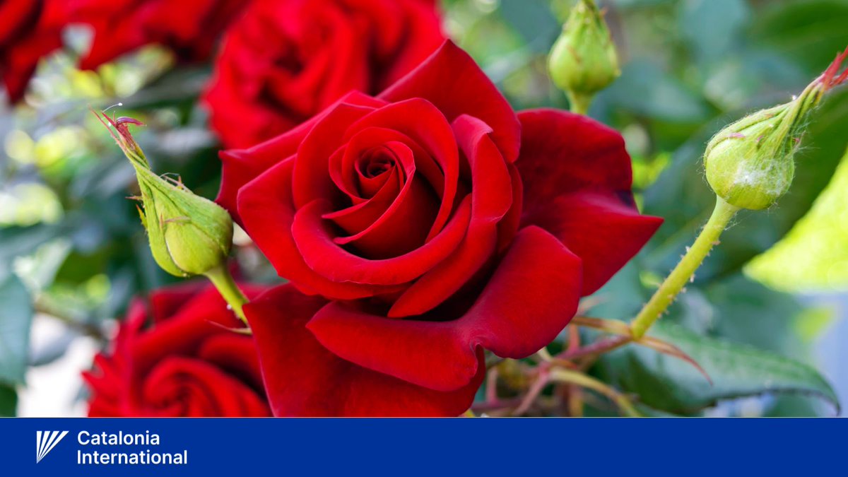 CataloniaIntl's tweet image. 🇺🇸Happy #4thofJuly to all U.S. citizens in Catalonia, the USA and all over the world!  #4July #4thofjuly2025 

🌹Senate Joint Resolution 159 adopted the rose as the national flower of the USA. President Ronald Reagan signed the declaration on Oct. 7 1986.