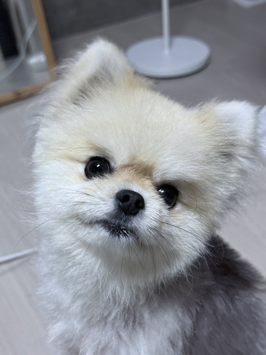 친구네 강아 제출합니다