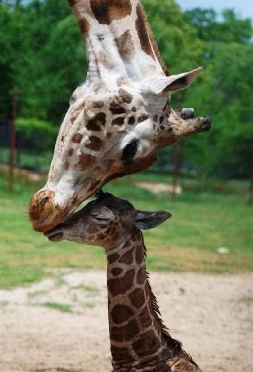 “La ternura es un refugio silencioso en el tumulto de la vida, un lenguaje sin palabras que trasciende fronteras y barreras."
#FelizViernes
#BuenosDiasATodos